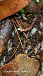 Porcellio laevis Milkback, Overige soorten