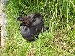 Lieve kleurdwerg konijntjes, Dieren en Toebehoren, Vrouwelijk, Dwerg, 0 tot 2 jaar