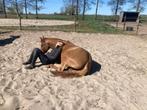5 jarige allerliefste allround D sportpony, Gechipt, Ruin, Dressuurpony, M