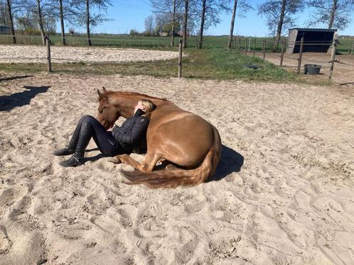 5 jarige bomproof allround D sportpony M1, Dieren en Toebehoren, Pony's, Ruin, M, D pony (1.37m tot 1.48m), Dressuurpony, 3 tot 6 jaar