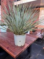 Yucca rostrata prachtig decoratief en wintervast, Tuin en Terras, Ophalen, Overige soorten, Volle zon