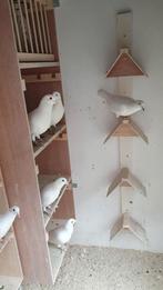 Te huur prachtige witte bruidsduiven, Dieren en Toebehoren, Vogels | Duiven, Meerdere dieren, Postduif