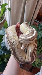 Super pastel lesser poss enchi het clown vrouw, Dieren en Toebehoren, Reptielen en Amfibieën, Slang, Tam, 3 tot 6 jaar