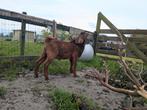 Kalahari red bok boerbok, Dieren en Toebehoren, Schapen, Geiten en Varkens, Mannelijk, Geit, 0 tot 2 jaar