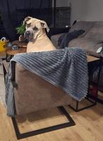 Cane corso teef formentino, Dieren en Toebehoren, Rabiës (hondsdolheid), 15 weken tot 1 jaar, Overige rassen, Teef