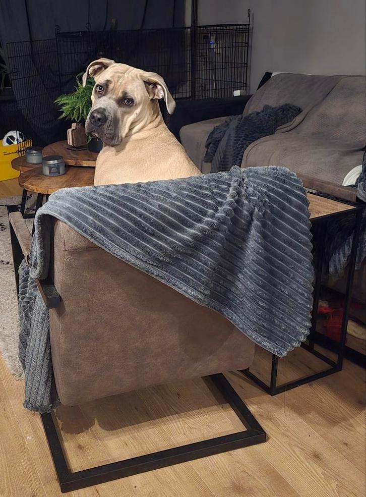 Cane corso teef formentino, Dieren en Toebehoren, Honden | Bulldogs, Pinschers en Molossers, Teef, Overige rassen, Particulier