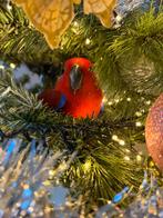 Pop Edelpapegaai Tam, Dieren en Toebehoren, Vrouwelijk, Tam