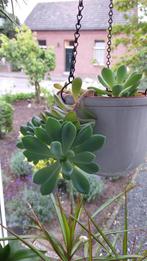 Echeveria  vetplant., Huis en Inrichting, Overige soorten, Ophalen of Verzenden, In pot, Minder dan 100 cm