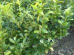 laurier, Tuin en Terras, Ophalen, Laurier, Struik, Minder dan 100 cm
