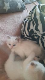 Ragdoll kittens, Dieren en Toebehoren, Katten en Kittens | Raskatten | Langhaar, Meerdere dieren, Ontwormd