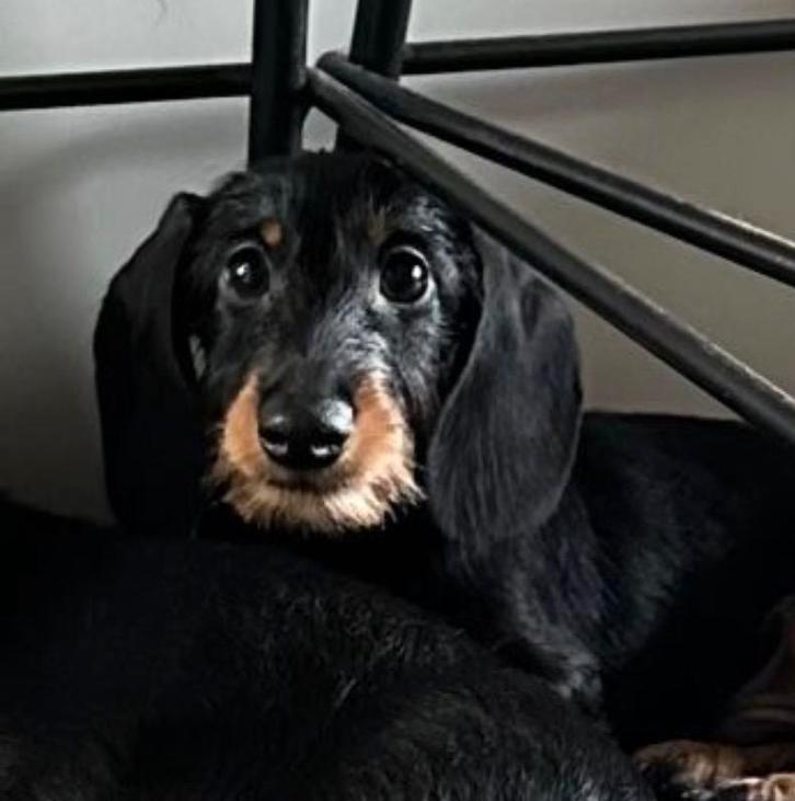 Knap ruwhaar dwerg kaninchen teckel reu met FCI stamboom, Dieren en Toebehoren, Honden | Teckels en Dashonden, Reu, Ruwhaar, Dwerg