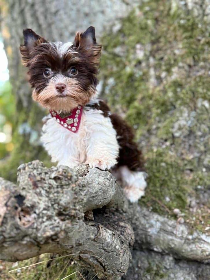 Yorkshire Terrier  Biro Girl XXS mini Tacup, Dieren en Toebehoren, Honden | Jack Russells en Terriërs, Teef, Yorkshire Terriër