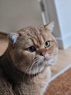 Britse korthaar dekkater black golden shaded