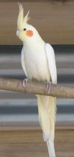 Gezocht pop, Dieren en Toebehoren, Vogels | Parkieten en Papegaaien, Vrouwelijk, Parkiet
