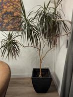 Kamerplant ter overname incl pot (ophalen), Ophalen, Halfschaduw, 150 tot 200 cm