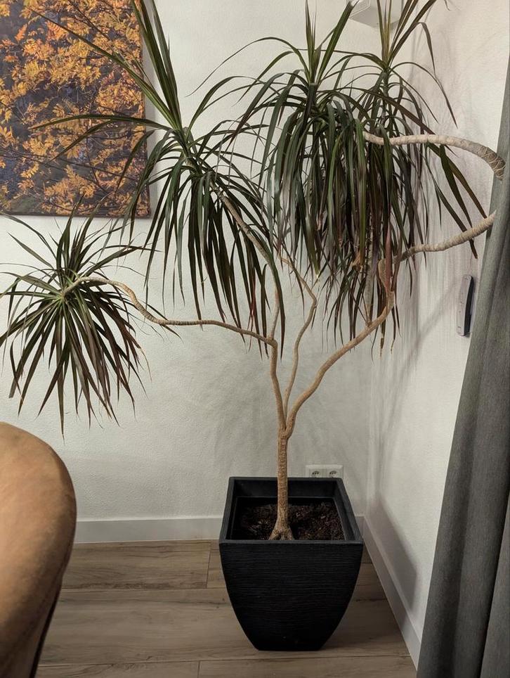Kamerplant ter overname incl pot (ophalen), Huis en Inrichting, Kamerplanten, 150 tot 200 cm, Halfschaduw, Ophalen