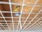 Kweekkoppel halsbanden, Dieren en Toebehoren, Vogels | Parkieten en Papegaaien, Meerdere dieren, Parkiet