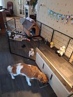 Kooiker Puppy's, Dieren en Toebehoren, Teef, Meerdere, 3 tot 5 jaar, Nederland
