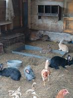 Mooie vlaamse reuzen te koop, Meerdere dieren, Overige soorten