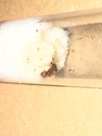 Pheidole pallidula mieren koningin tekoop, Dieren en Toebehoren, Mieren