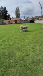 schaap, Schaap, Vrouwelijk, 3 tot 5 jaar