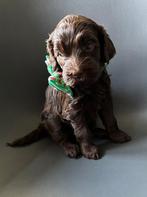 Australian Labradoodle pups, Overige rassen, CDV (hondenziekte), 8 tot 15 weken, Meerdere