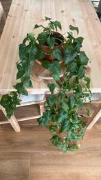 Hedera helix kamerplant, Ophalen, Overige soorten, Minder dan 100 cm