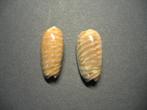Schelpen: Oliva (Rufoliva) rufula  Duclos,  1840., Ophalen of Verzenden, Schelp(en)