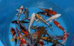 HQ Import koi 15 / 18 cm bij Koidream in Valburg, Dieren en Toebehoren, Vissen | Vijvervissen, Karper of Koi