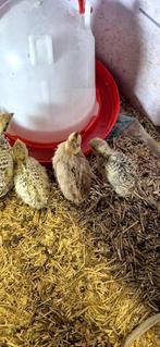 Kwartel kuikens, Dieren en Toebehoren, Meerdere dieren, Overige soorten