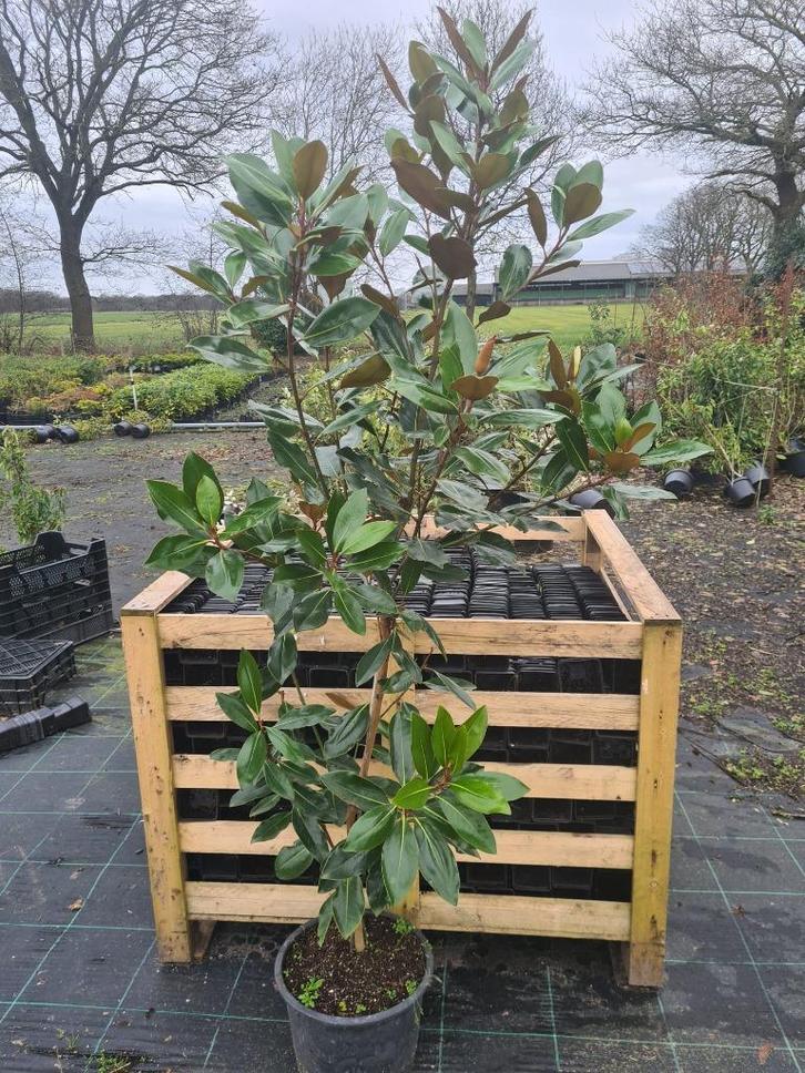 Magnolia Grandiflora - exclusieve groenblijvende magnolia, Tuin en Terras, Planten | Struiken en Hagen, Struik, Overige soorten