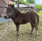 Falabella hengstveulen/miniatuurpaard, Dieren en Toebehoren, Paarden, Minder dan 160 cm, Gechipt, Niet van toepassing, 0 tot 2 jaar