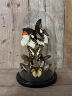 Glazen stolp met assorti vlinders, Ophalen of Verzenden, Nieuw, Insect, Opgezet dier