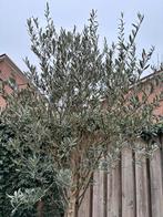 Olijfboom, Tuin en Terras, Planten | Bomen, Bloeit niet, 100 tot 250 cm, Olijfboom, Ophalen