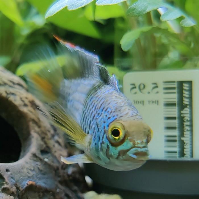 Nannacara anomala, Dieren en Toebehoren, Vissen | Aquariumvissen, Vis