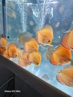 Jonge discusvissen, Dieren en Toebehoren, Vissen | Aquariumvissen, Vis
