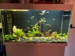 Compleet aquarium 200L, Dieren en Toebehoren, Ophalen, Zo goed als nieuw, Gevuld zoetwateraquarium