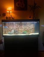 Juwel Rio 240 LED Zwart, Dieren en Toebehoren, Ophalen, Zo goed als nieuw, Gevuld zoetwateraquarium