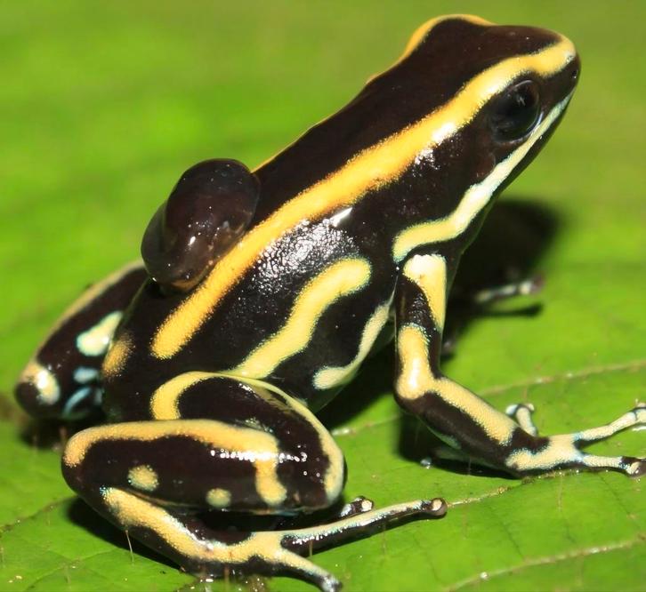 Dendrobates Truncatus
