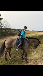 Lief paard, Dieren en Toebehoren, Paarden, Gechipt, Ruin, Niet van toepassing, 160 tot 165 cm