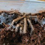 Cyriopagopus sp. Purple Zebra man, Dieren en Toebehoren