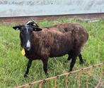 Volwassen ooi, Dieren en Toebehoren, Schapen, Geiten en Varkens, Vrouwelijk, Schaap