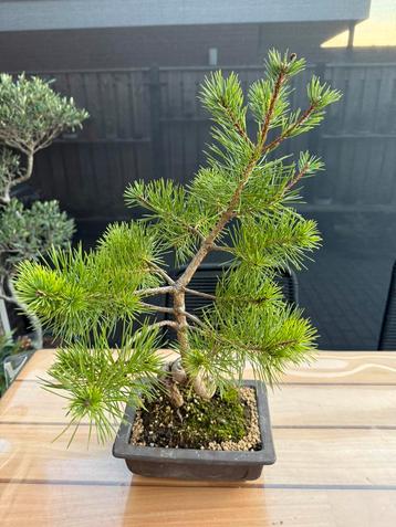 Pre bonsai Pinus mugo beschikbaar voor biedingen