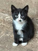 Boerderij kitten te koop, Dieren en Toebehoren, Meerdere dieren