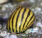 Zebra Renslak, Slak of Weekdier, Zoetwatervis