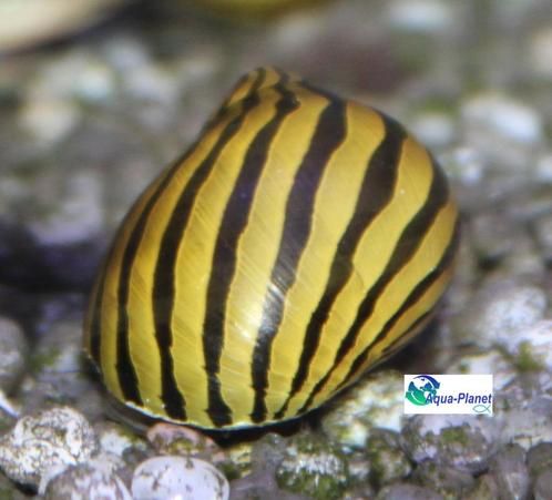 Zebra Renslak, Dieren en Toebehoren, Vissen | Aquariumvissen, Zoetwatervis, Slak of Weekdier