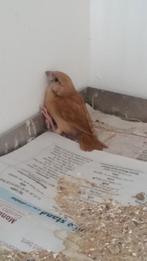 Witkopnonnen, Meerdere dieren, Tropenvogel, Geringd