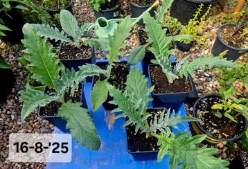 Artisjokplanten, biologisch en gifvrij 🌱🐝🦋 beschikbaar voor biedingen