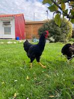 Barnevelder haan, Dieren en Toebehoren, Pluimvee, Mannelijk, Kip