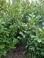 Grote laurierstruiken, Tuin en Terras, Planten | Struiken en Hagen, Ophalen, Laurier, Haag, 100 tot 250 cm
